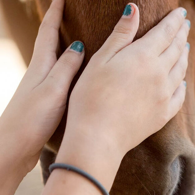 Hands Petting a horse.